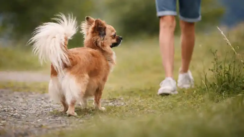 5 Early Signs of Illness in Dogs Most Owners Miss