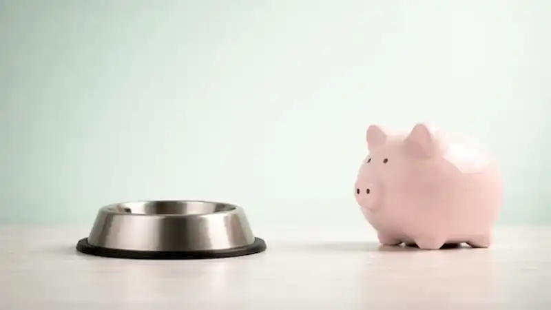 5 Ways to Save Money as a Pet Owner (Without Compromising on Care)