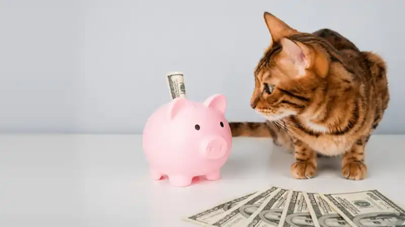 Cost ≠ Quality: How Vets Think About Access to Care