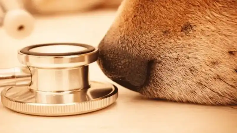 Is My Dog in Pain? 12 Behavioral Signs You Shouldn't Ignore