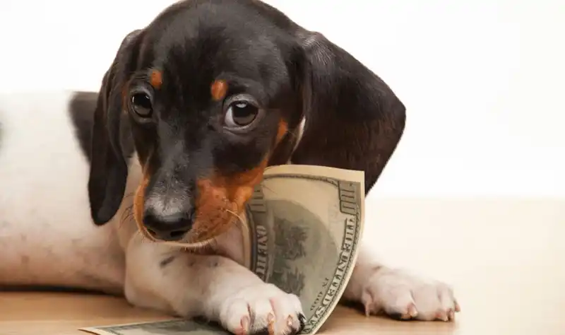 The Financial Burden