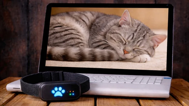 The 3 Best Platforms for Tracking Your Pet's Health History