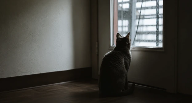The Cat Who Won’t Tell You She’s Sick