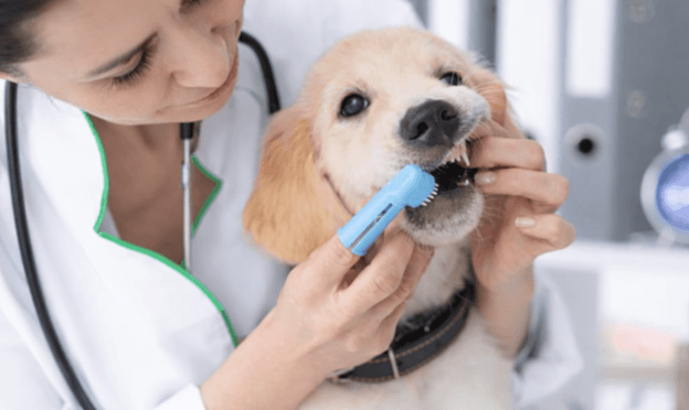 How to Start (and Stick to) a Dental Care Routine for Your Dog