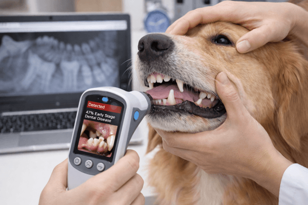 Why Dental Health Deserves More Attention This February